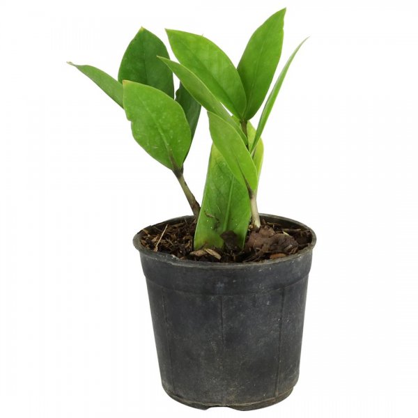  گیاه زاموفیلیا ارتفاع حدود 18 سانتی‌متر