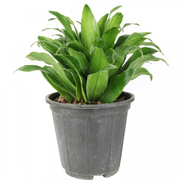 گیاه دراسنا کامپکت ارتفاع حدود 25 سانتی‌متر