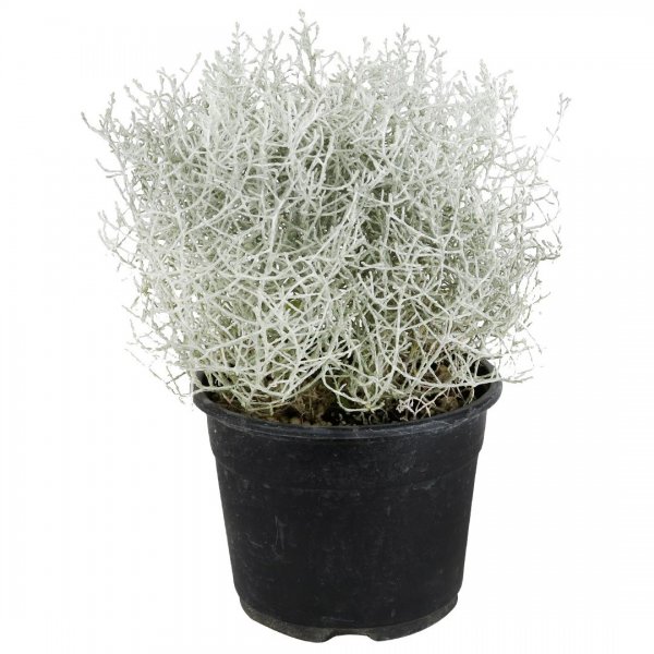 گیاه کالوس فالکس ارتفاع حدود 23 سانتی‌متر