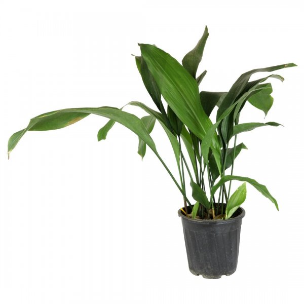 گیاه برگ عبایی ارتفاع حدود 70 سانتی‌متر