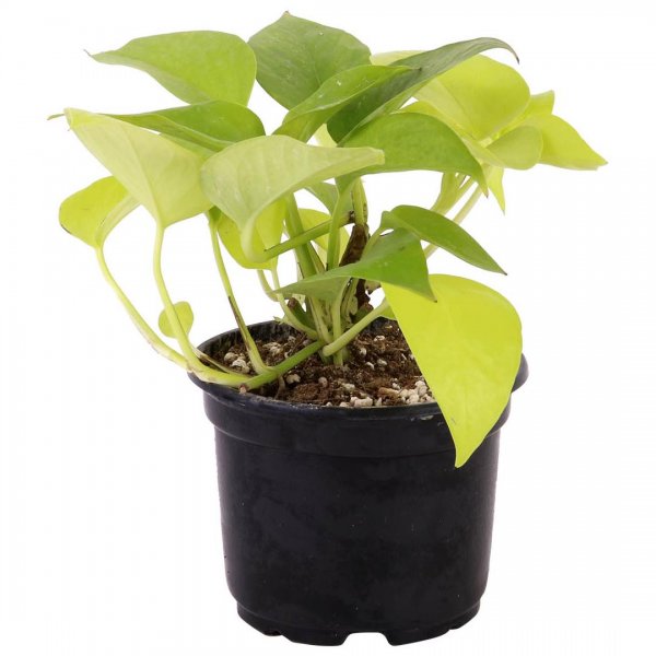 گیاه پتوس نئون (پیچک شیطان)