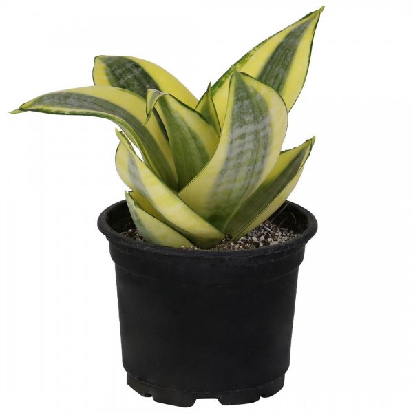 گیاه سانسوریا هانی‌گلد 