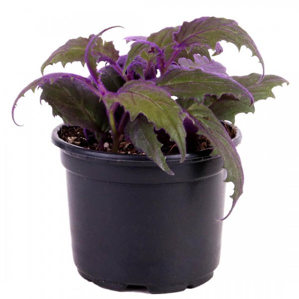 گیاه ژینورا (مخملی)