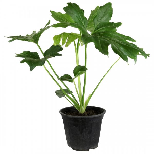 گیاه برگ انجیری ارتفاع حدود 47 سانتی‌متر