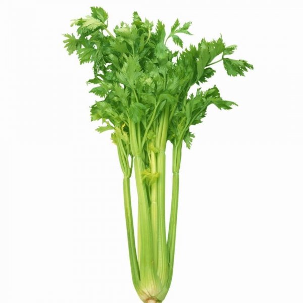 کرفس مقدار 1 عدد (حداقل 1 کیلوگرم)