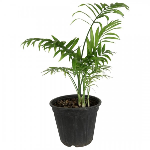 گیاه نخل شامادورا ارتفاع حدود 39 سانتی‌متر