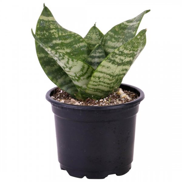 گیاه سانسوریا سبز پاکوتاه ارتفاع حدود 10 سانتی‌متر